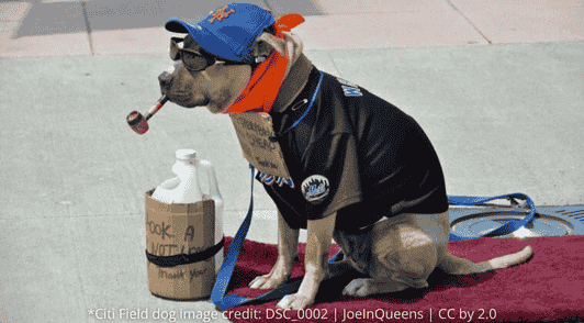 dog dressed up forced to sit outside Citi Field