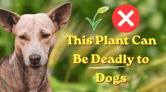 sad dog next to the words this plant can be deadly to dogs