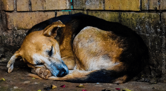 dog in Uganda sleeping on ground