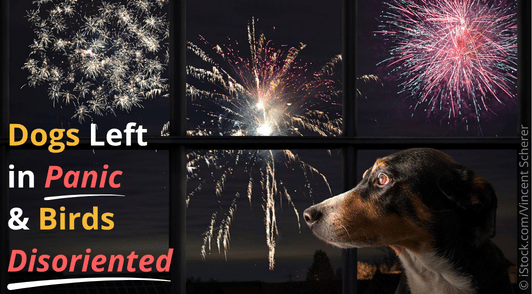 dog with wide eyes looking out window with fireworks in the sky with the words dogs left in panic and birds disoriented