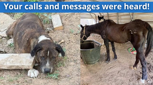 dog and horse with the words your calls and messages were heard