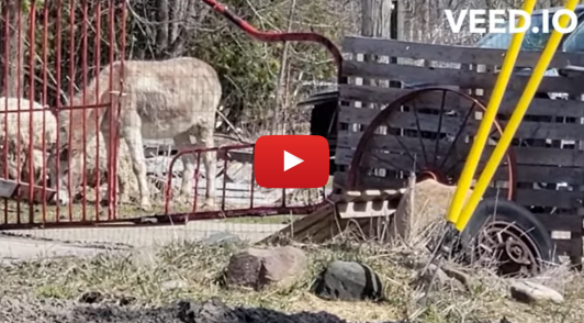 donkey eating outside