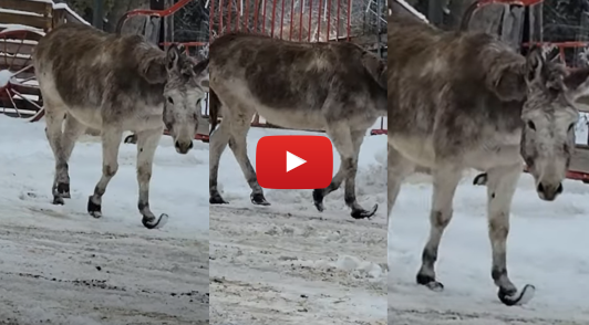 donkey walking outside in snow with overgrown hooves