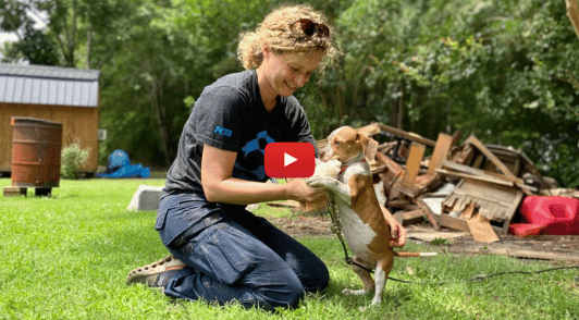 fieldworker helping a puppy