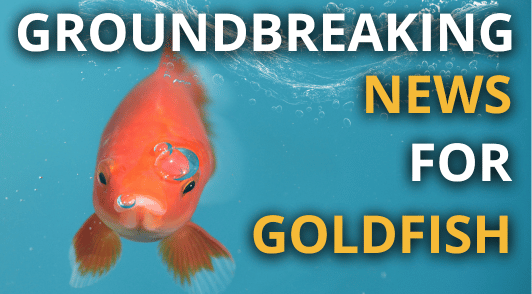 goldfish with the words groundbreaking news for goldfsh