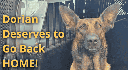 Dorian the dog with the words Dorian deserves to go back home