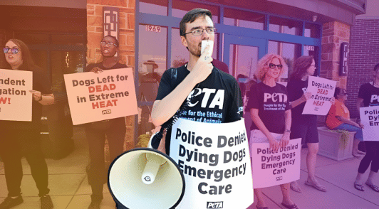 people protesting after dogs die in hot truck