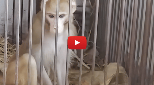 monkey in cage