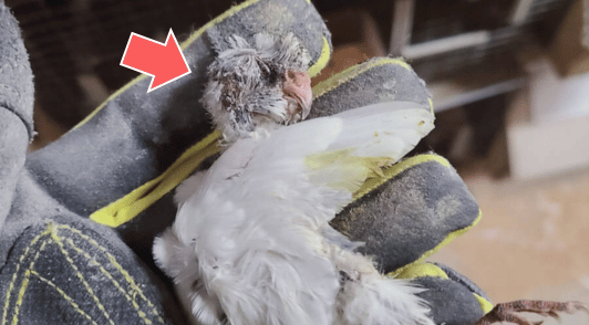 dead bird with red arrow pointing towards head