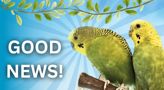 two parakeets with the words good news