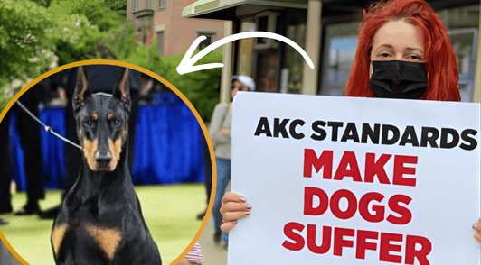 Penny the dog net to woman holding sign reading AKC standards make dogs suffer