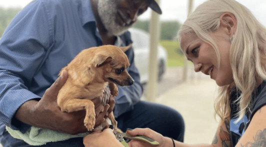 woman trimming nails of small dog