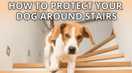 dog coming down the stairs with the words how to protect your dog around stairs