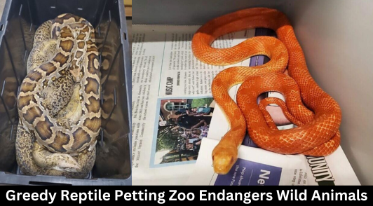 snakes in cramped containers