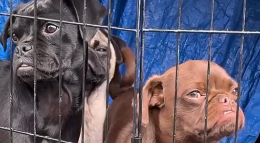 dogs in cage