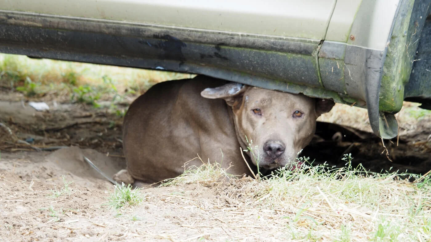 Ask Los Angeles Mayor Karen Bass to Stop Illegal Neglect and Abandonment of  Animals at LA Animal Services | PETA