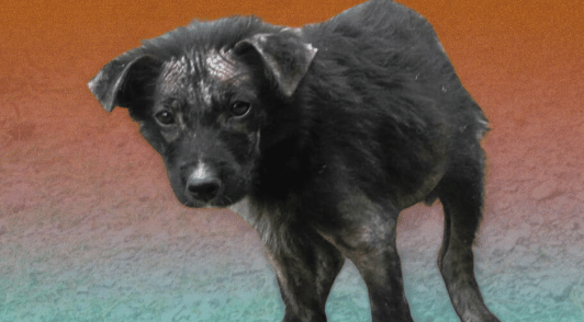ailing black dog on colorful background