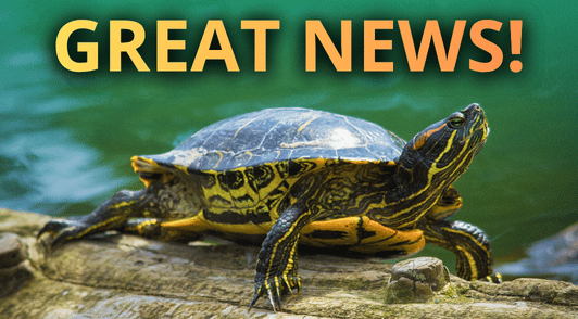 turtle with the words great news
