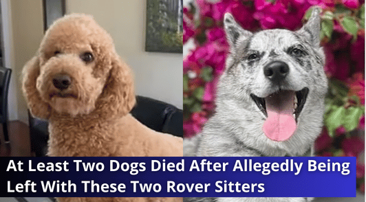two dogs