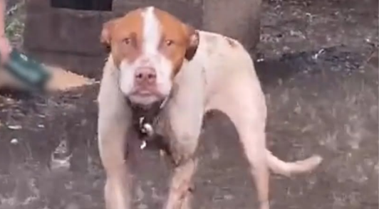 dog chained in pouring rain