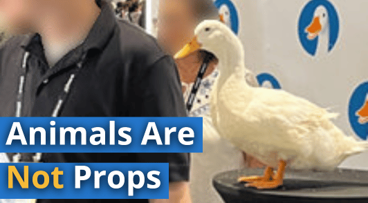 duck exploited at conference with the words animals are not props