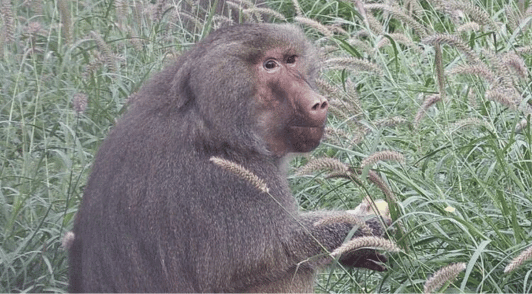 rescued baboon