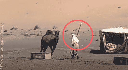 camel being beaten by person in Morocco