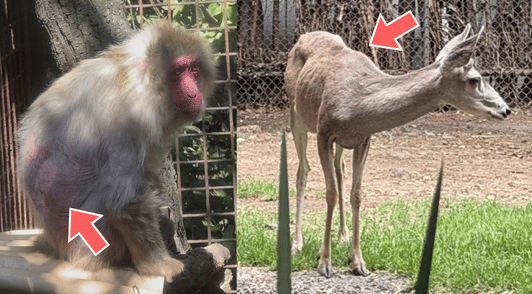 primate and deer at the zoo