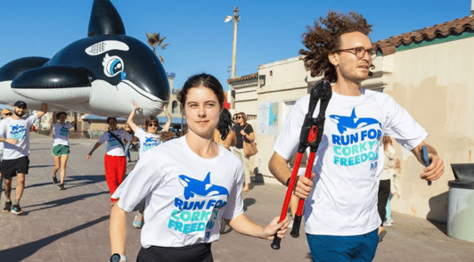 people running for Corky the orca