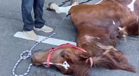 horse collpased on pavement in NYC