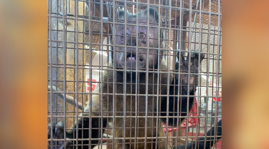 Frankie the monkey in cage