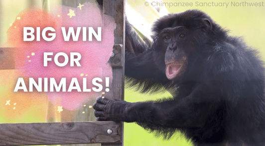 George the rescued chimpanzee with the words big win for animals