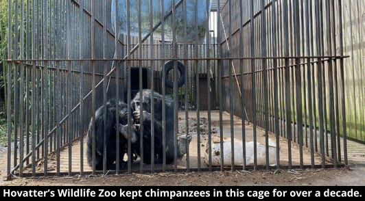 chimpanzees in metal cage