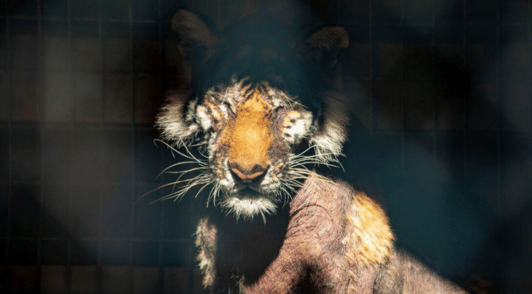 Lila the tiger with little hair left