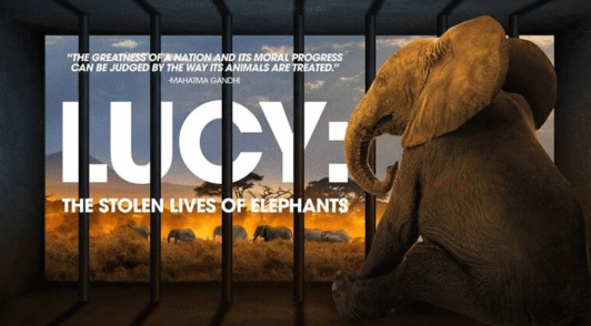 elephant behind bars with the words Lucy the stolen lives of elephants