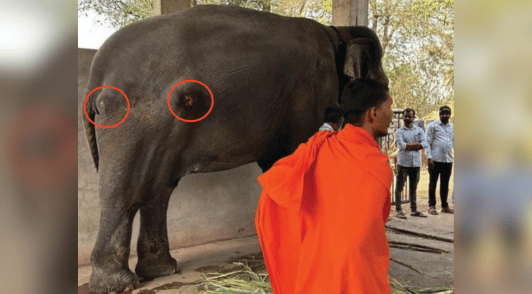 Madhuri the elephant standing on concrete