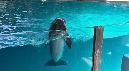 dolphin looking over side of tank