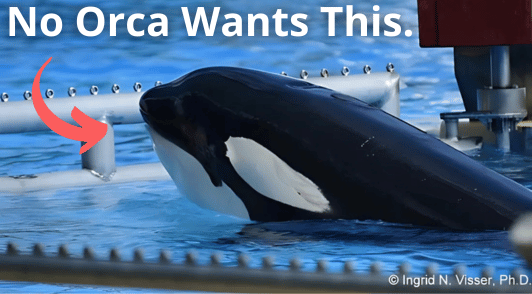 Morgan the orca in a tank with the words no orca wants this
