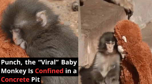 Punch the baby monkey hugging stuffed animal