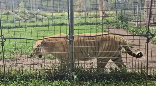 tiger pacing in cage