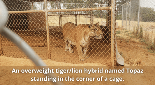 Topaz a lion tiger hybrid in cage