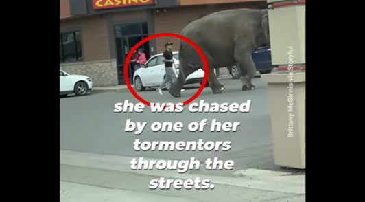 Viola the elephant running through a parking lot with person holding bullhook