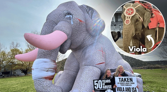 two people standing with signs next to a giant inflatable elephant next to image of Viola in the circus