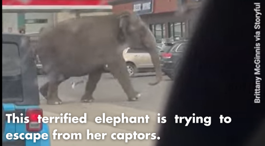 Viola the elephant running through a parking lot