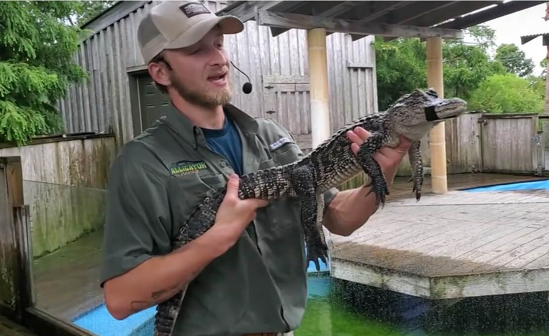 ent alligator adventure handler po cmp ftc ‘Death Rolls,’ Missing Legs, Bloodied Faces, Stick Beatings—Tell Alligator Adventure to End the Violence to Alligators!