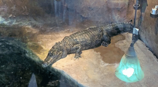 alligator in small pit