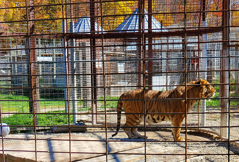photo of tiger in enclosure at Animal Haven