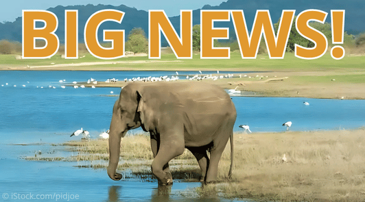 elephant in water with the words big news