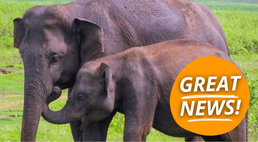 elephants with the words great news