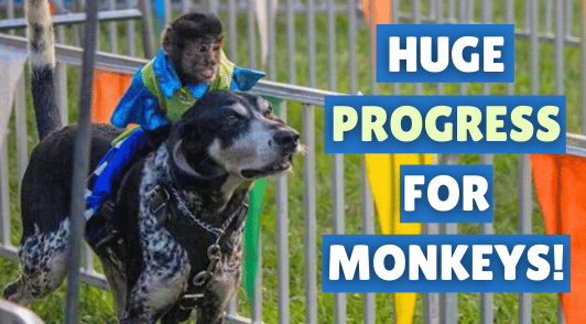 monkey on the back of a dog at the banana derby with the words huge progress for monkeys